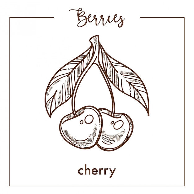 Cherries pair with leaves monochrome berry sepia sketch