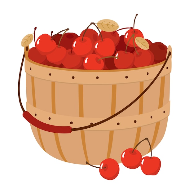 Vector cherry basket harvest