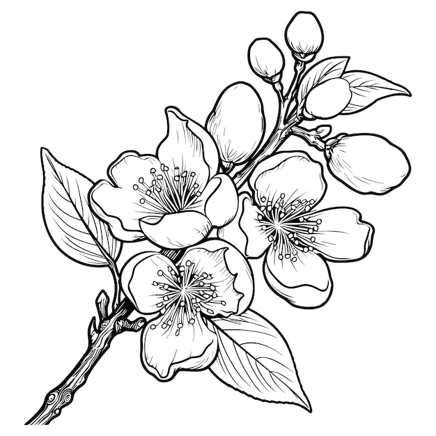 Cherry bloem bloesem botanische kunst Lente amandel sakura appelboom tak hand loting doodle vector illustratie Schattig zwarte inkt kunst geïsoleerd op witte achtergrond Realistische bloemen bloei schets