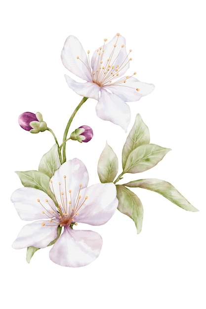 Vettore illustrazione dell'acquerello del bouquet di fiori di ciliegio