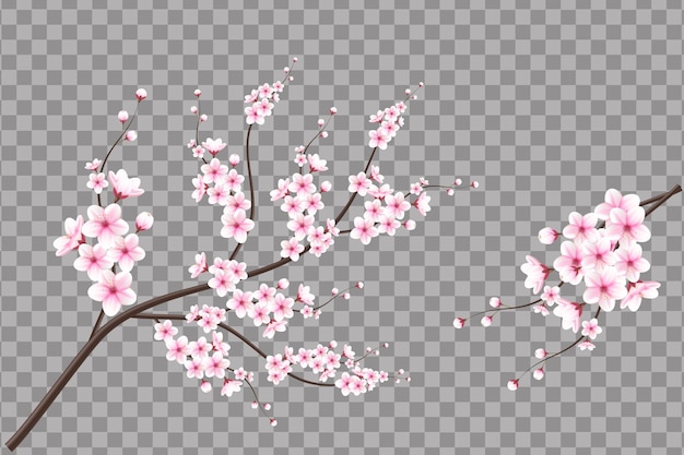 Cherry blossom branch with sakura flower cherry blossom sakura flowers with falling petals