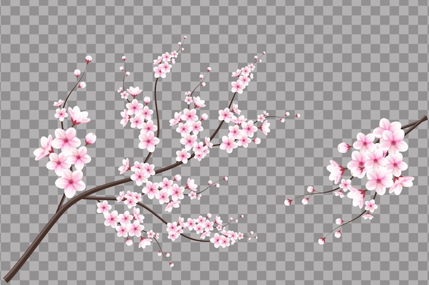 Vector cherry blossom branch with sakura flower cherry blossom sakura flowers with falling petals