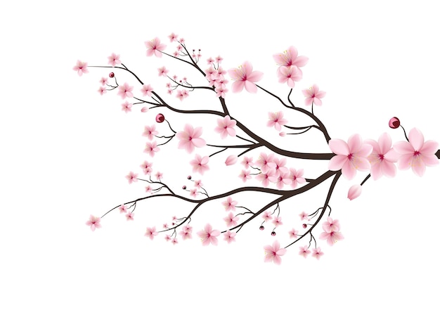 Vector cherry blossom branch with sakura flower pink sakura flower on white background cherry blossom