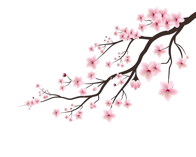 Vector cherry blossom branch with sakura flower sakura on white background cherry tree flower spring icon