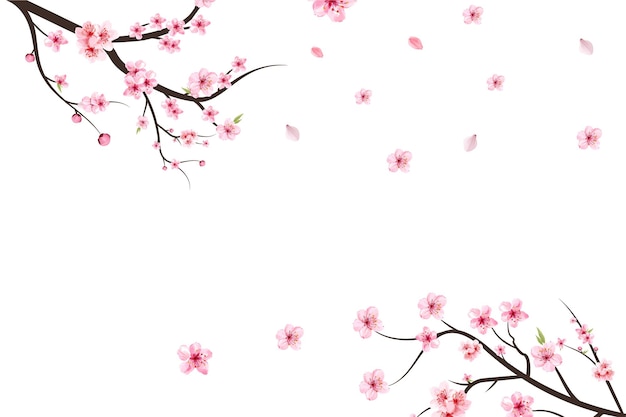 Cherry blossom branch with sakura flower. Sakura on white background. Watercolor cherry blossom vector. Pink sakura flower background. Watercolor cherry bud. Cherry blossom branch with pink flower.