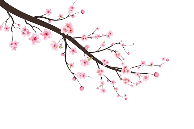 사쿠라 꽃과 벚꽃 지점입니다. 흰색 바탕에 사쿠라입니다. 수채화 벚꽃 벡터입니다. 핑크 사쿠라 꽃 배경입니다. 수채화 체리 꽃 봉 오리입니다.