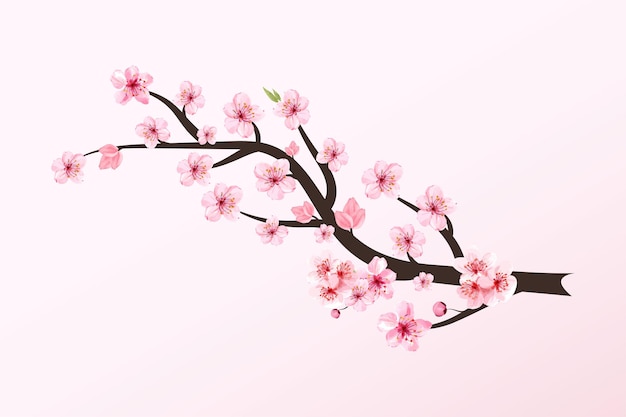 Cherry blossom branch with Sakura flower vector. Sakura flower branch illustration. Cherry branch with pink sakura. Realistic watercolor cherry flower vector. Japanese Cherry blossom vector.