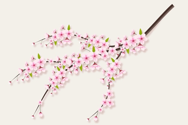 Cherry blossom branch with sakura flowercherry blossom blooming cherry in spring Japanese sakura