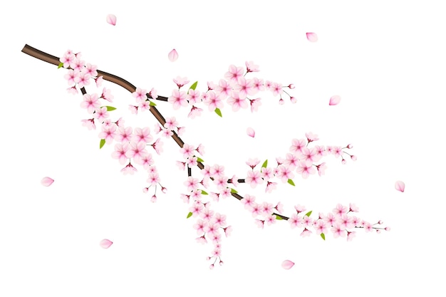 Vector cherry blossom branch with sakura flowercherry blossom with cherry bud and pink sakura flower