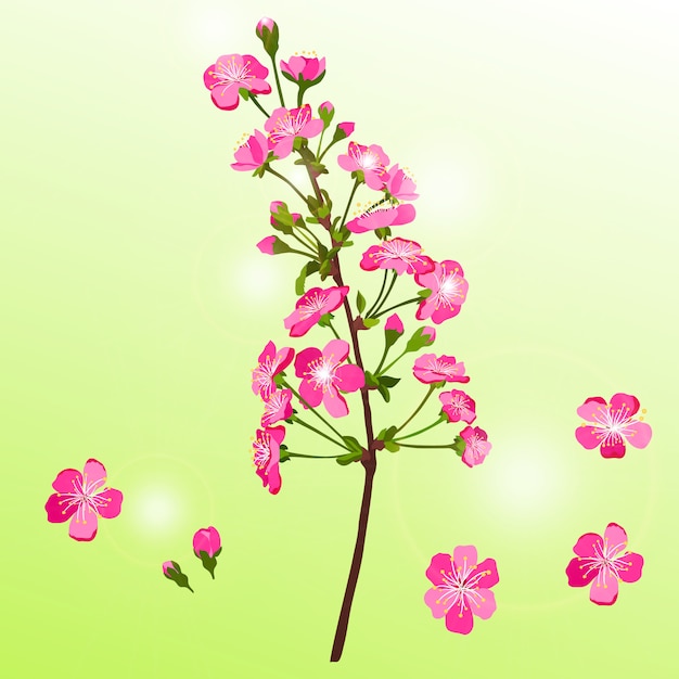 Vector cherry blossom branch