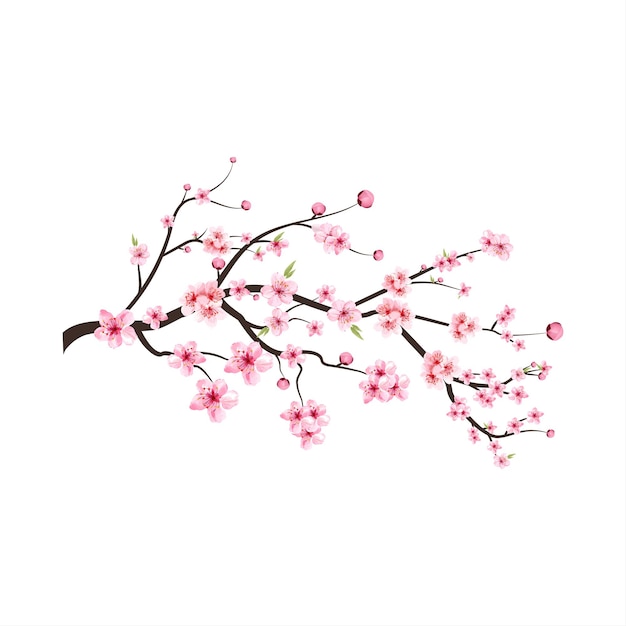 桜の花咲くベクトル。桜の花と桜の枝。ピンクの桜の花の背景。白い背景のさくら。水彩の桜のつぼみ。水彩の桜のベクトル。