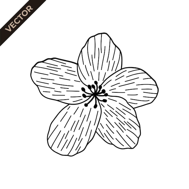 Деталь линии цветов вишни Векторная иллюстрация с цветочной темой