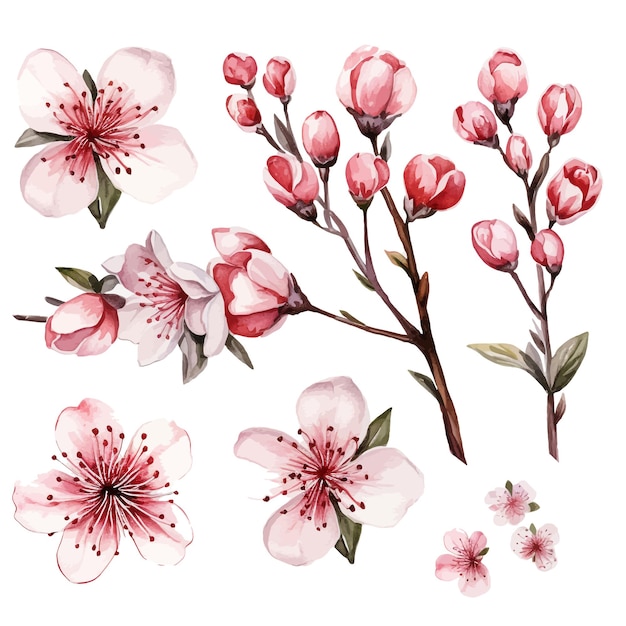 Cherry Blossom flower watercolor vector clipart white background