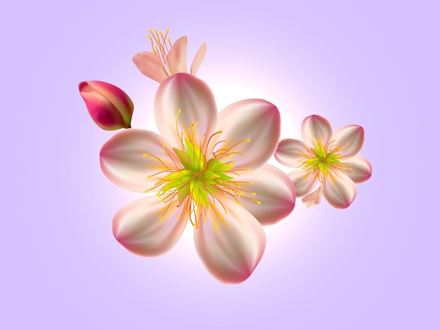 <unk>花的插圖