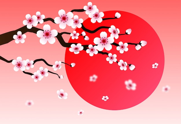 Cherry blossom. pink sakura and sunset background