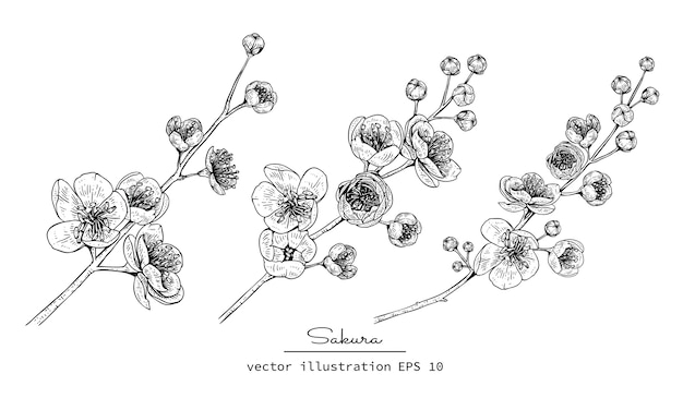 Vector cherry blossom sakura flower drawings