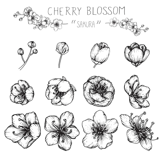 Cherry blossom sakura flower drawings