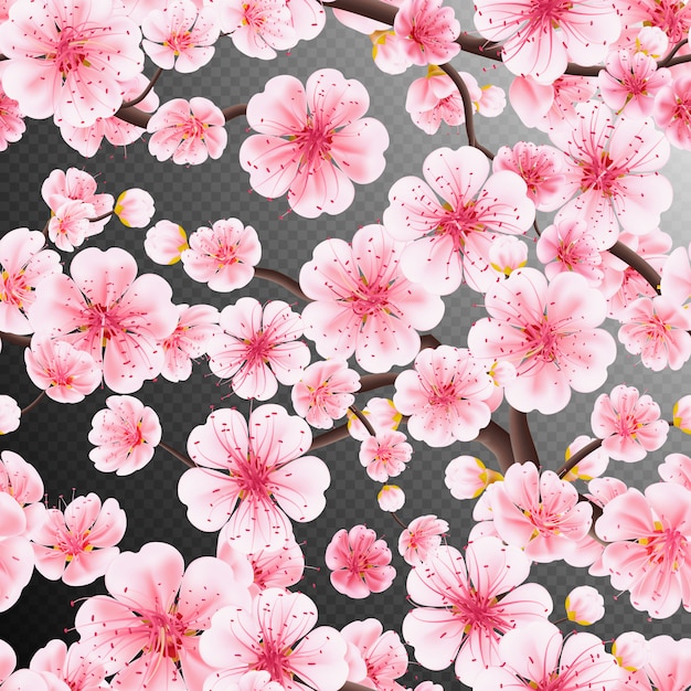 Cherry blossom, sakura flowers branch