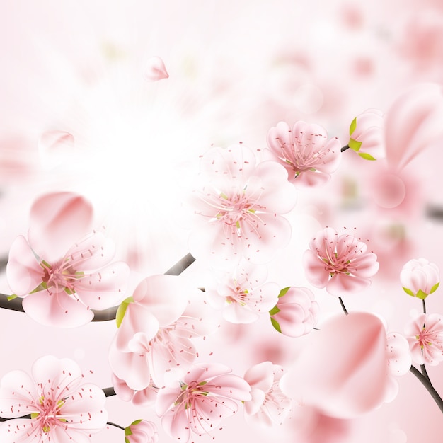 Vector cherry blossom, sakura flowers.