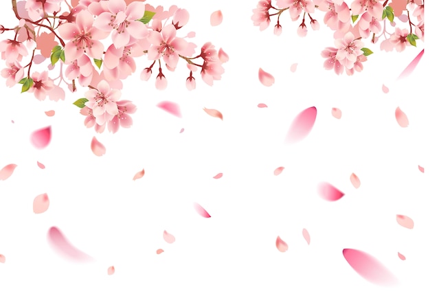 Vector cherry blossom sakura on white background