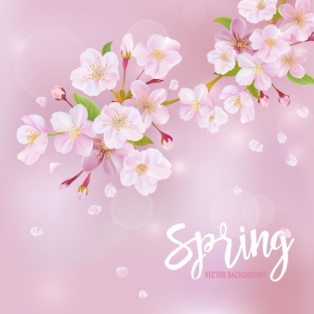 Cherry blossom spring background