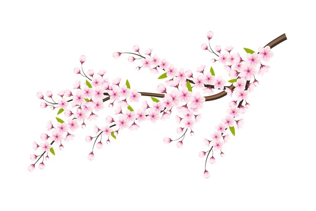 cherry blossom tree branch isolated on white background vector illustration