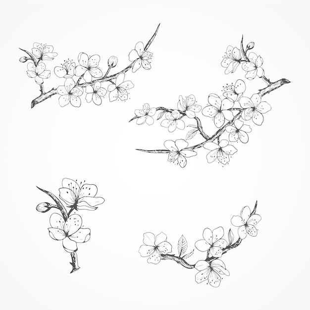 Vector cherry blossom vector pack