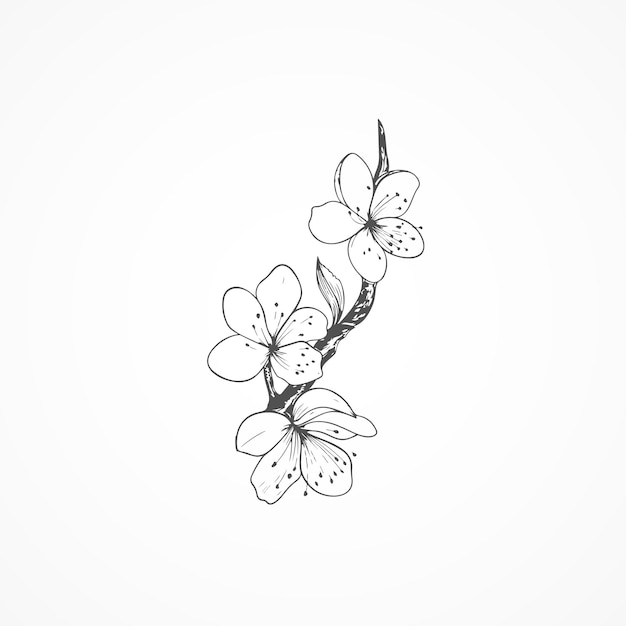 Cherry blossom vector white background