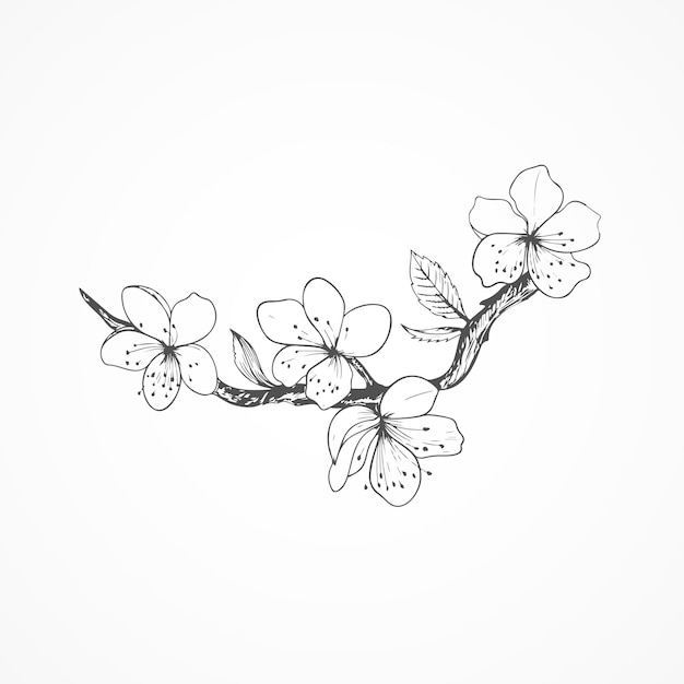 Vector cherry blossom vector