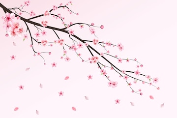 real cherry blossom tree branch