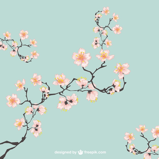 Cherry blossoms illustration