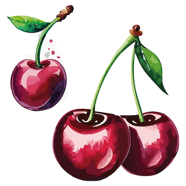 Cherry cherries vector illustration
