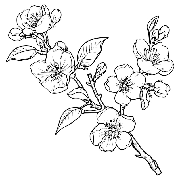 Vector cherry flower blossom botanical art spring almond sakura apple tree branch hand draw doodle vector illustration cute black ink art isolated on white background realistic floral bloom sketch