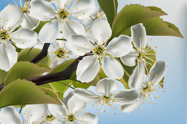 Vector cherry flowers branch close up