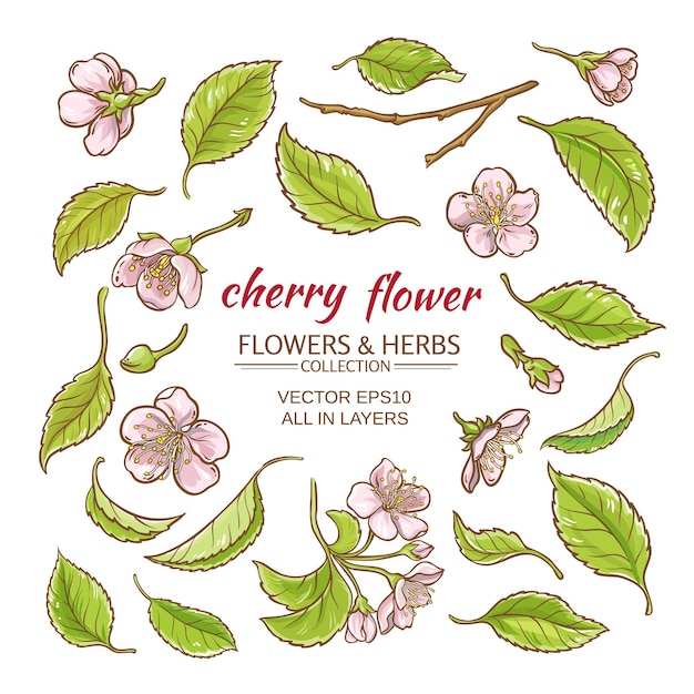 Cherry flowers vector set on white background