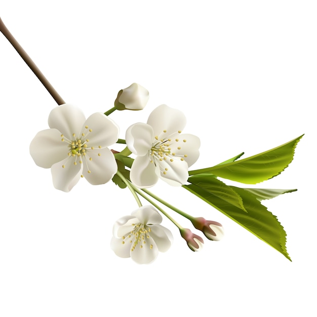 <unk>桃花嘅花<unk>