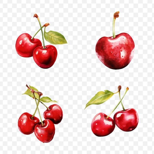 Cherry fruit in watercolor drawing style