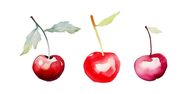 Vector a cherry fruit watercolor vector