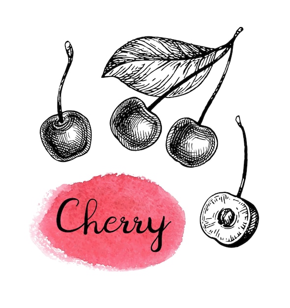 Vector cherry ink sketch