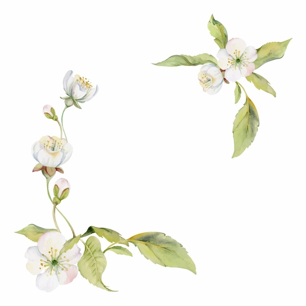 cherry sakura white flower and bud on stems hand drawn in watercolor apple blossom early spring