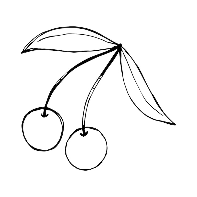 Vector cherry sketch vector