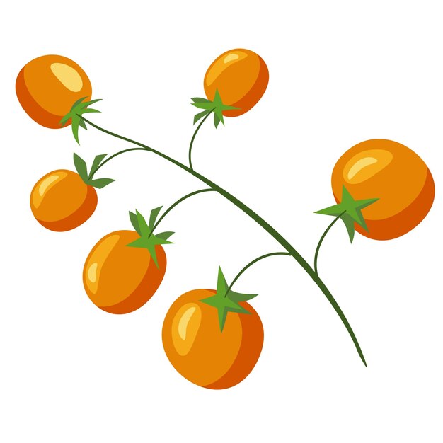 cherry tomatoes on a branch vector illustration