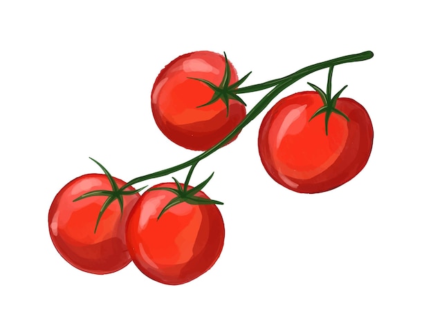 Cherry tomatoes hand drawn by watercolor. Ripe vegetables illustration.