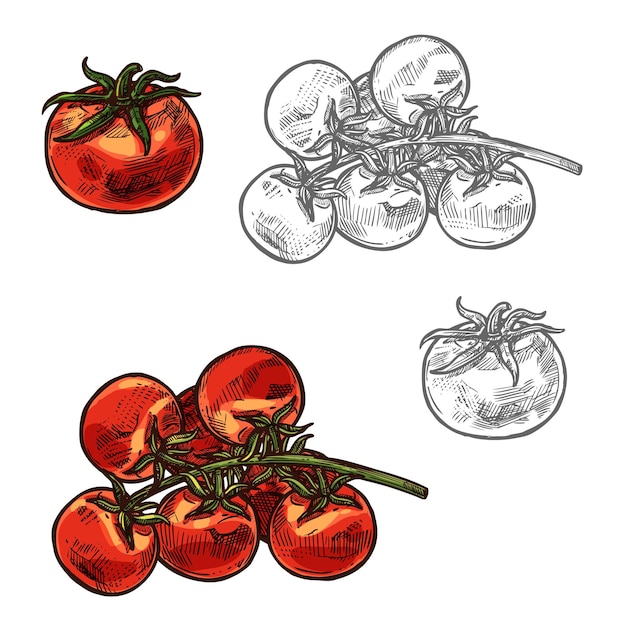 Cherry tomatoes vector sketch vegetable icon