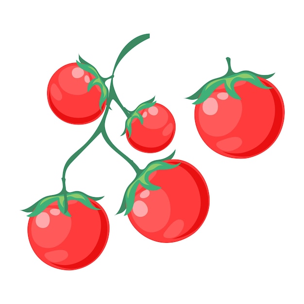 Cherry tomatoes on a white background. Vegetables illustration, clip art, vector