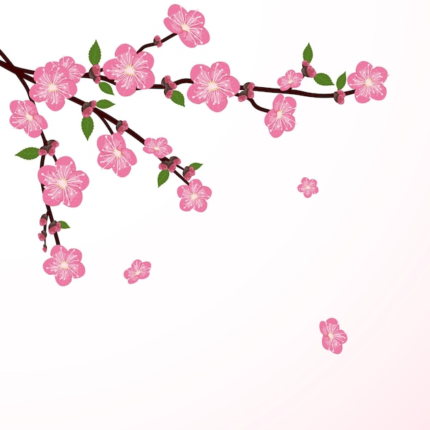 Цветок вишневого дерева