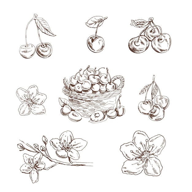 Cherry vintage hand drawn vector set Cherries basket and cherry flowers on white background