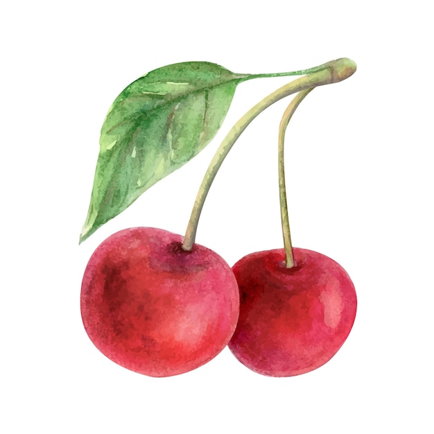 Cherry watercolor drawing illustration red berry and leaf green branch fruit aquarelle twig isolated