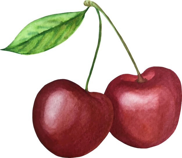 Cherry watercolor vector