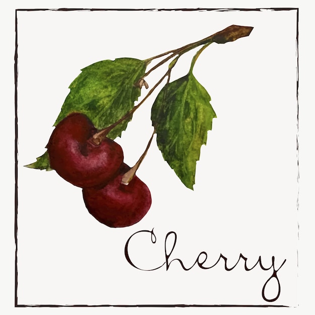 Vector cherrywatercolor botanist illustration collection